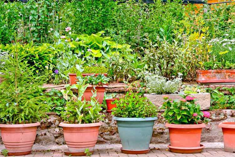 Der Ziergarten im Pflanzkübel | Gartenfrosch Ratgeber