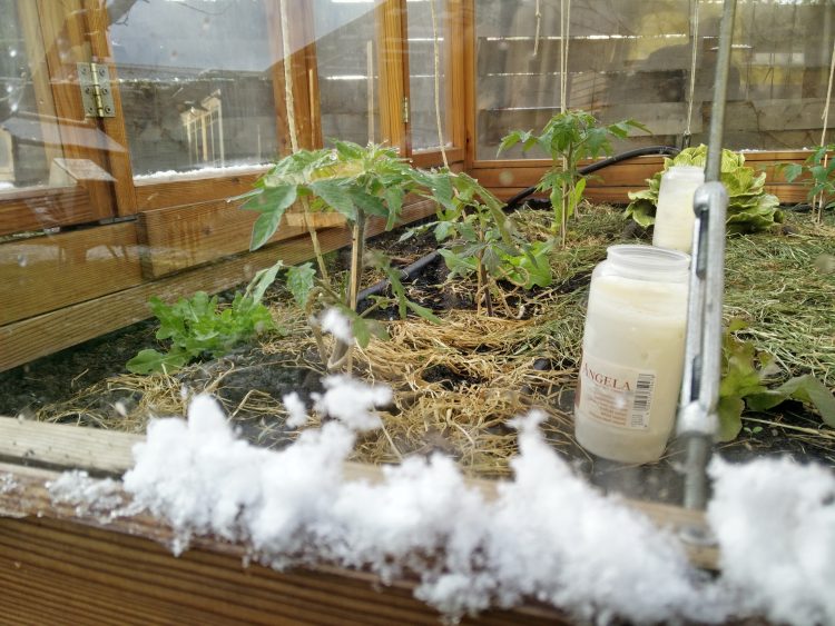 Tomatenstauden im Tomatenhaus nach Schneefall