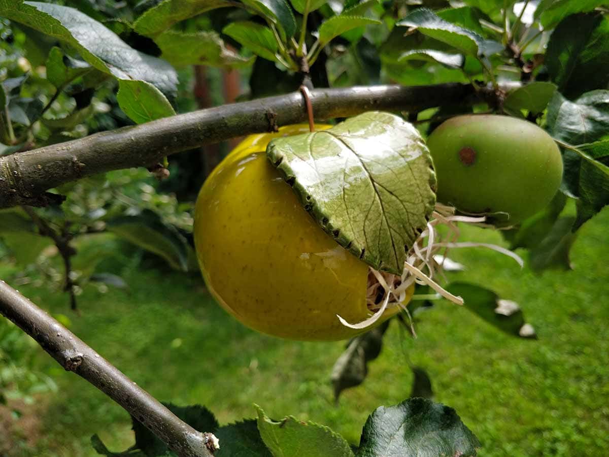 Gelber Apfel aus Keramik