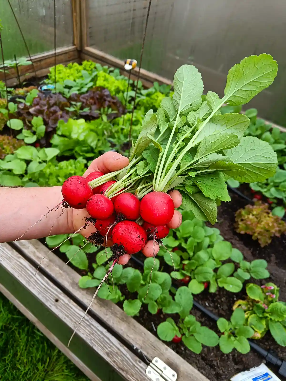 Radieschen aus dem Hochbeet
