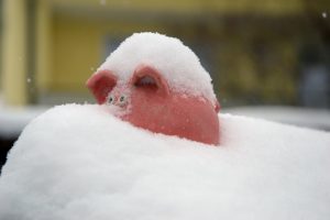 Keramik Schwein schaut aus dem Schnee heraus