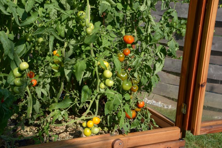 Viele Tomaten an den Rispen im Tomatenhaus von Gartenfrosch