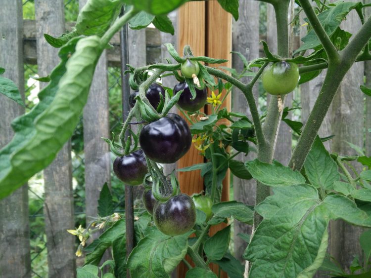 schwarze Tomaten in tomatentram