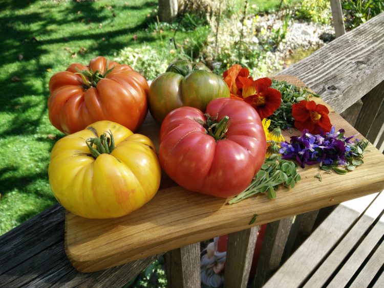 verschiedenste Tomaten, rot, gelb, rosa und grün