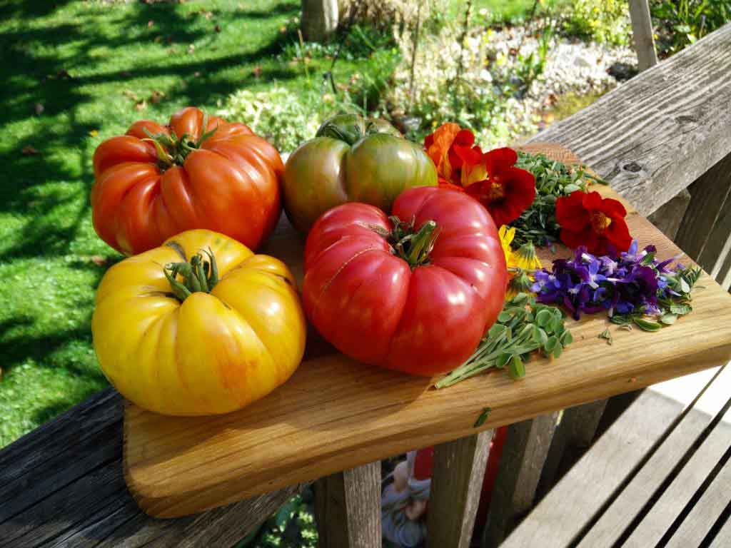 leckere Tomaten in voller Reife