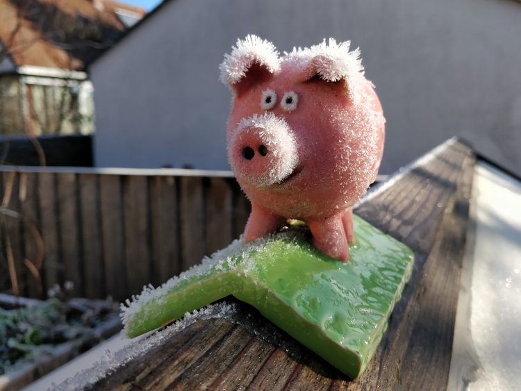 Frostborsten Schwein