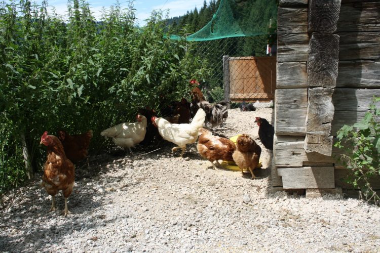 Hühner im Garten Freilauf