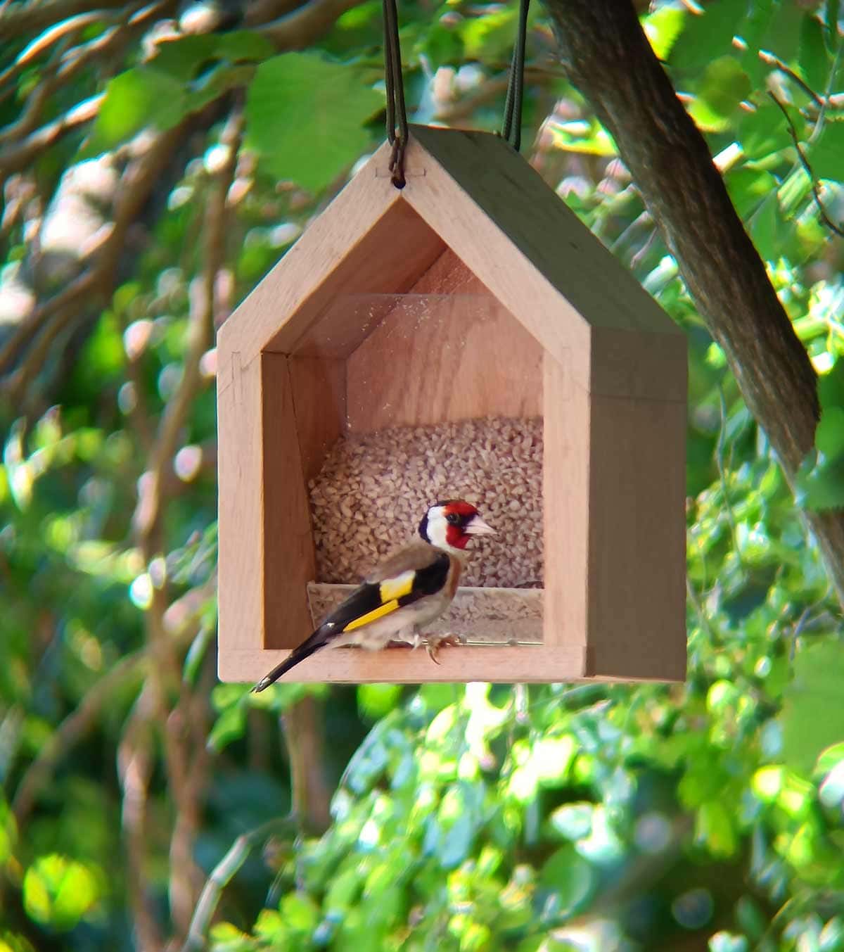 Stiglitz am Futterhaus