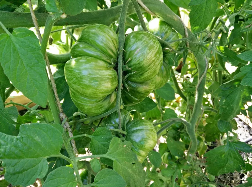 Grüne Tomaten